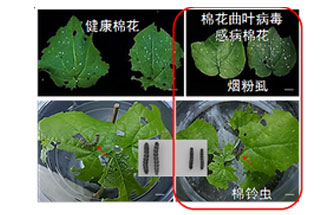 近日，微生物研究所發(fā)現(xiàn)雙生病毒調(diào)控植物免疫平衡實(shí)現(xiàn)全新生態(tài)功能