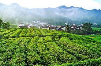 9月2日，財(cái)政部、稅務(wù)總局發(fā)布了關(guān)于繼續(xù)執(zhí)行邊銷茶增值稅政策的公告